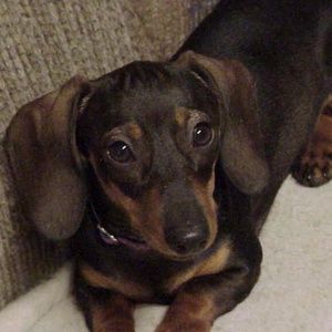 DOGS (Past and Present) ~ Lifetimes of Loyalty